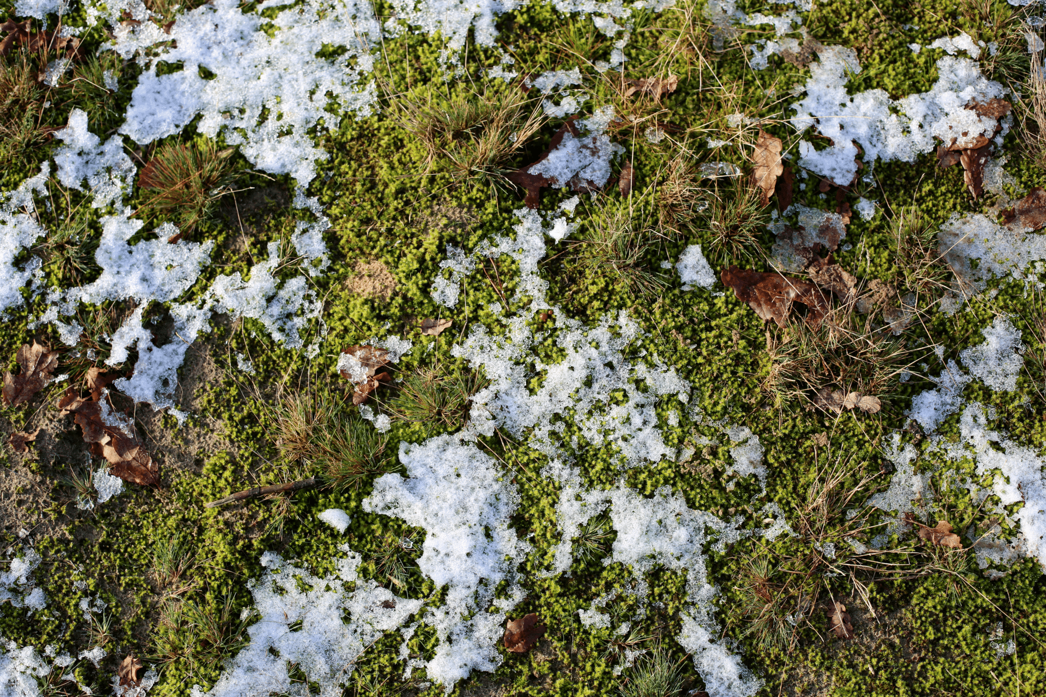 gras met restjes sneeuw, buro van der velde