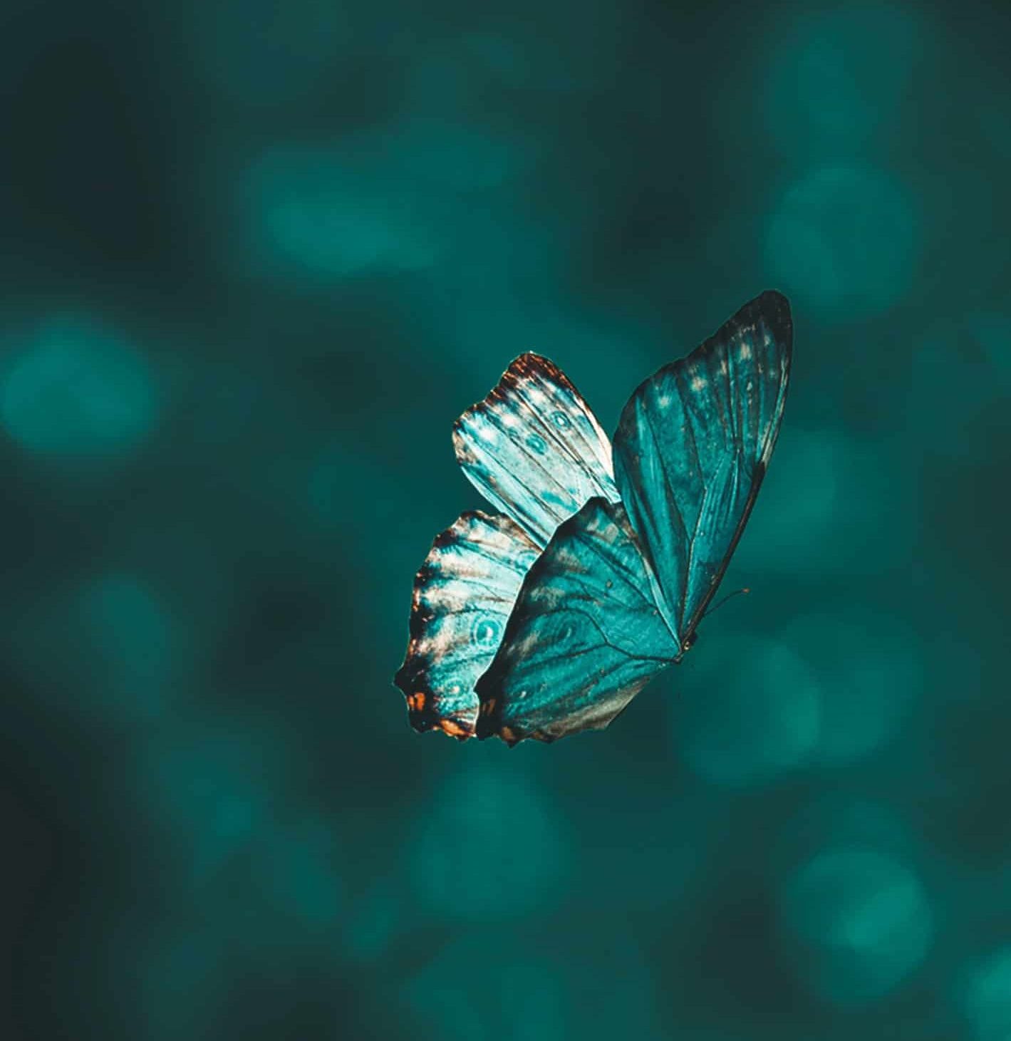 blauwe vlinder, buro van der velde